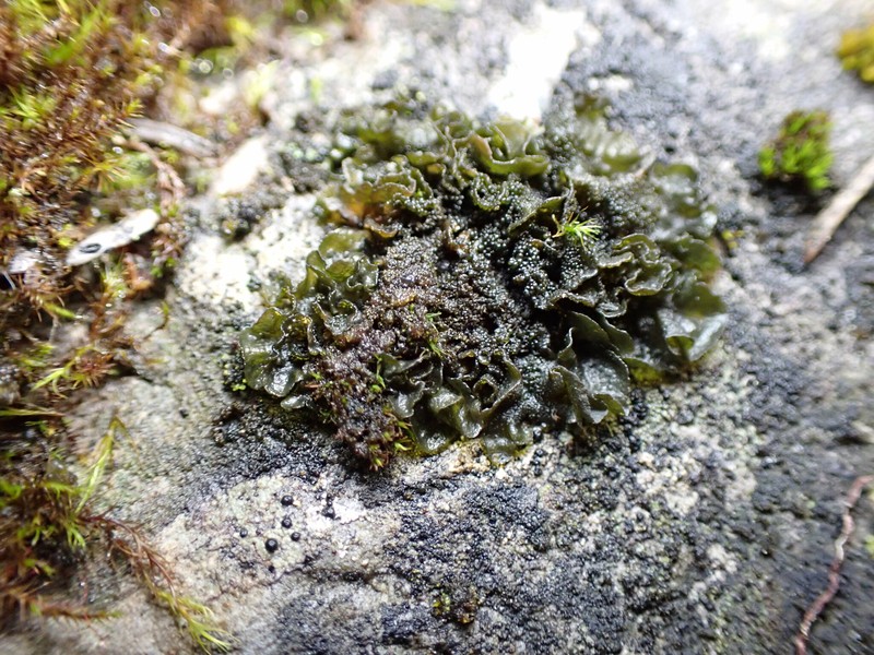 Jelly Lichen
