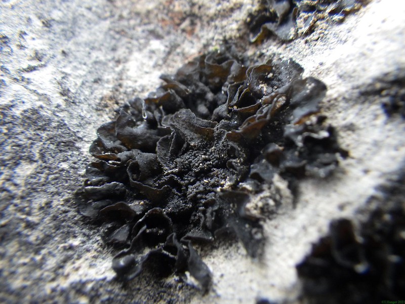 Jelly Lichen