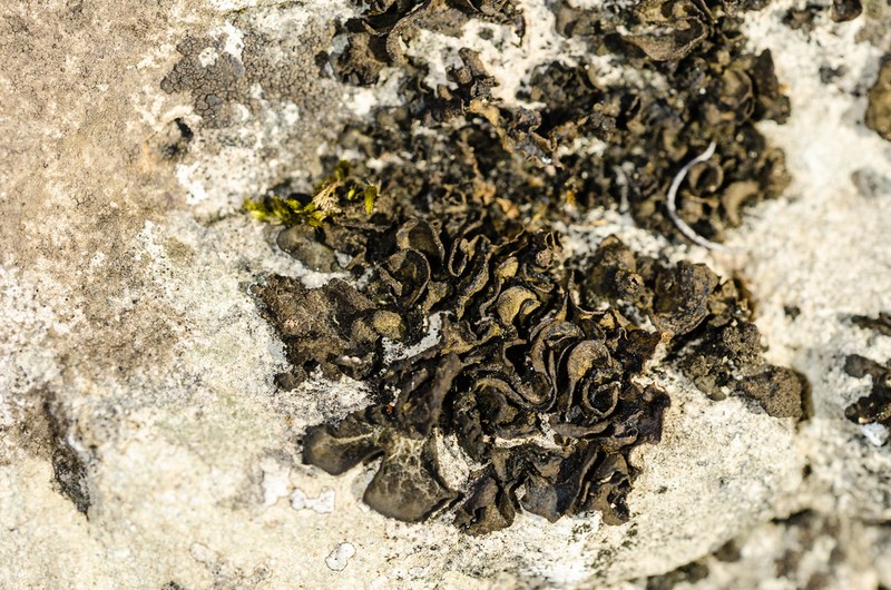 Jelly Lichen photo 2