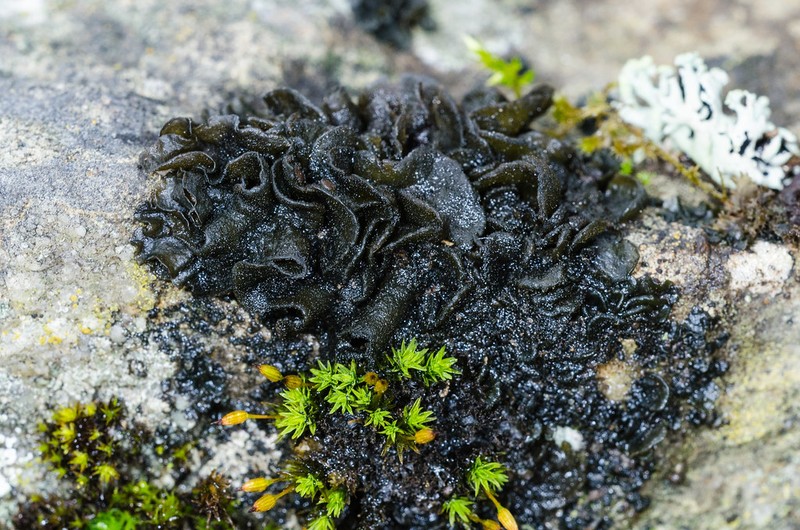 Jelly Lichen photo 3