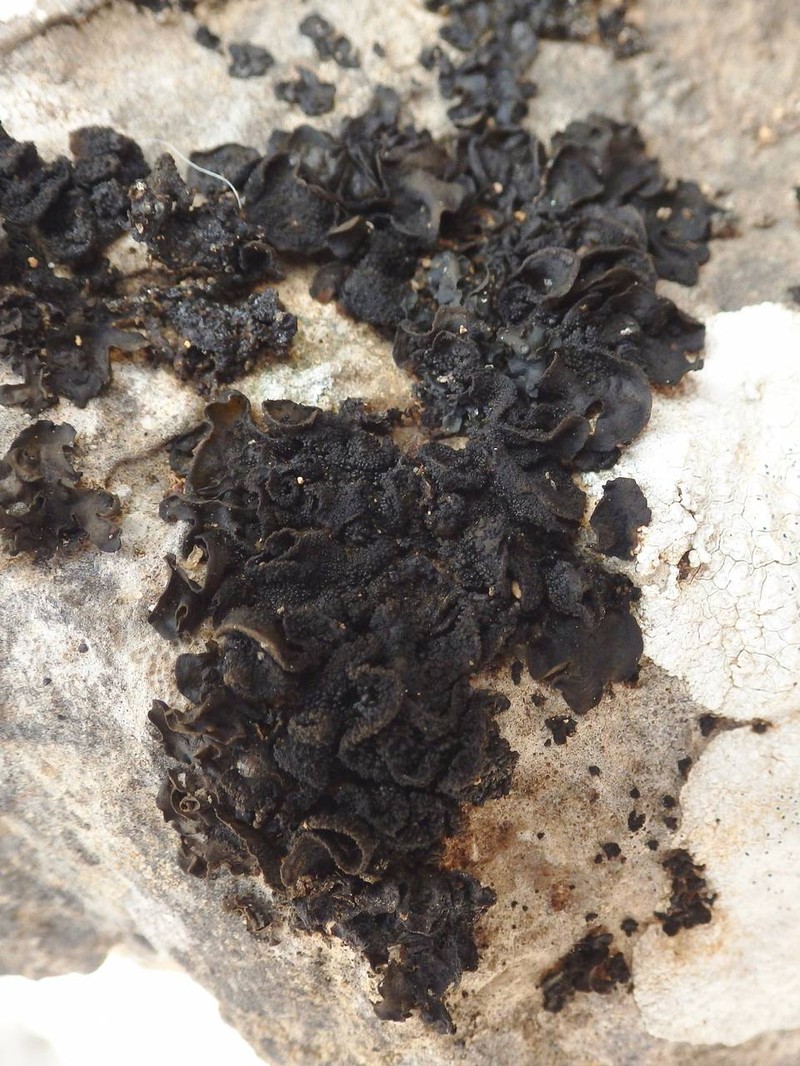 Jelly Lichen photo 4
