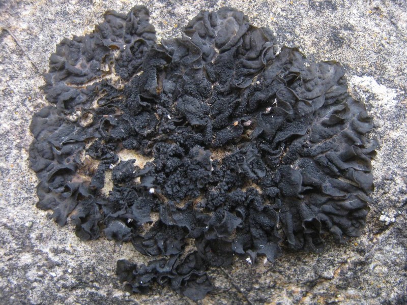 Jelly Lichen photo 5