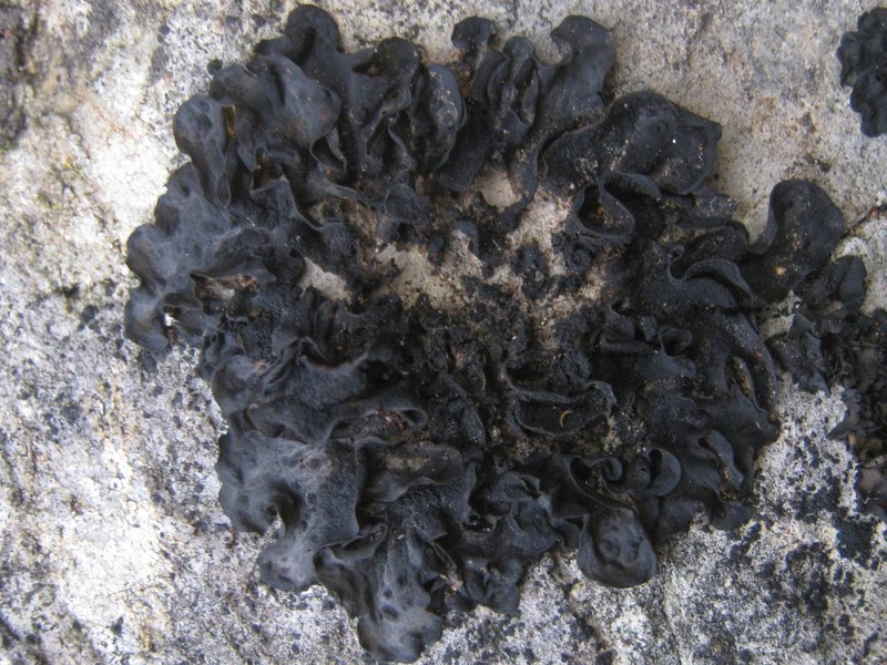 Jelly Lichen photo 6