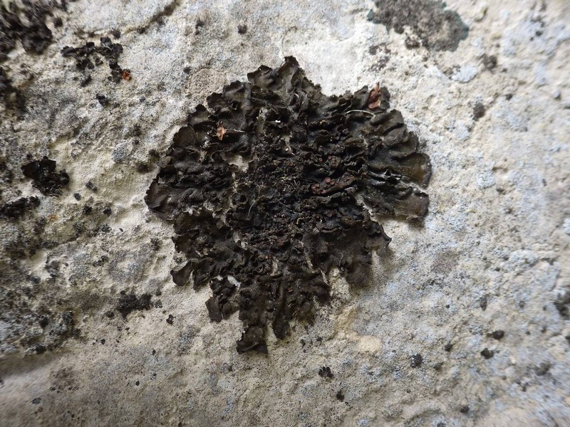 Jelly Lichen photo 7