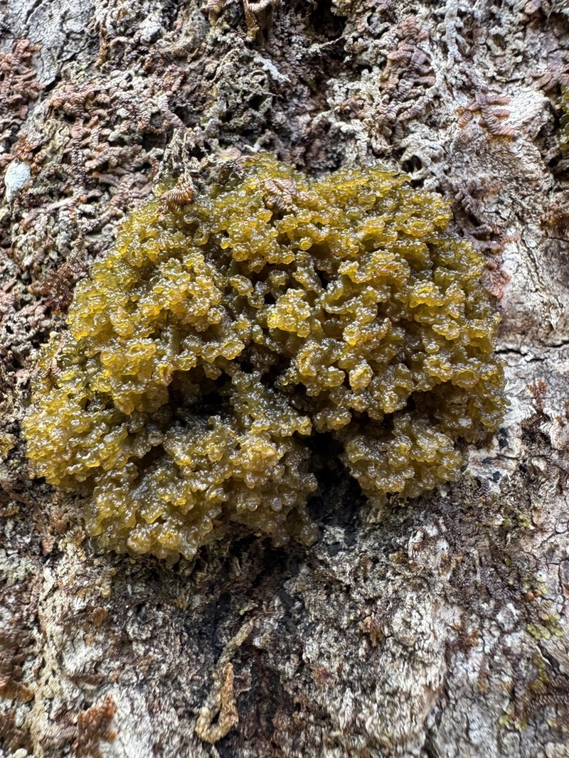 Jelly Lichen