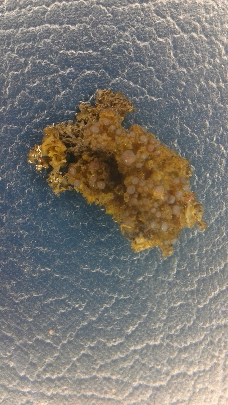 Jelly Lichen photo 2