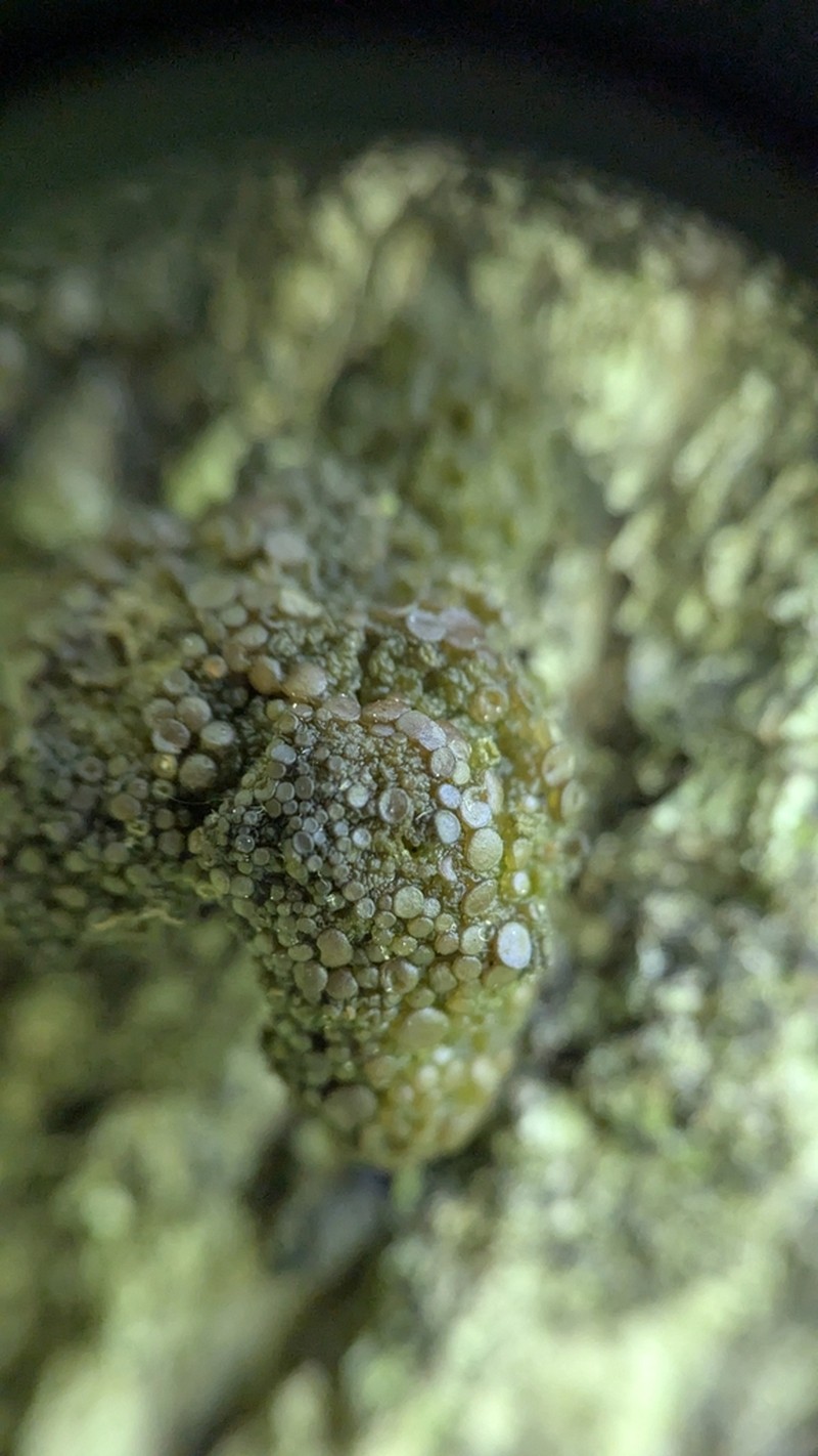 Jelly Lichen photo 3
