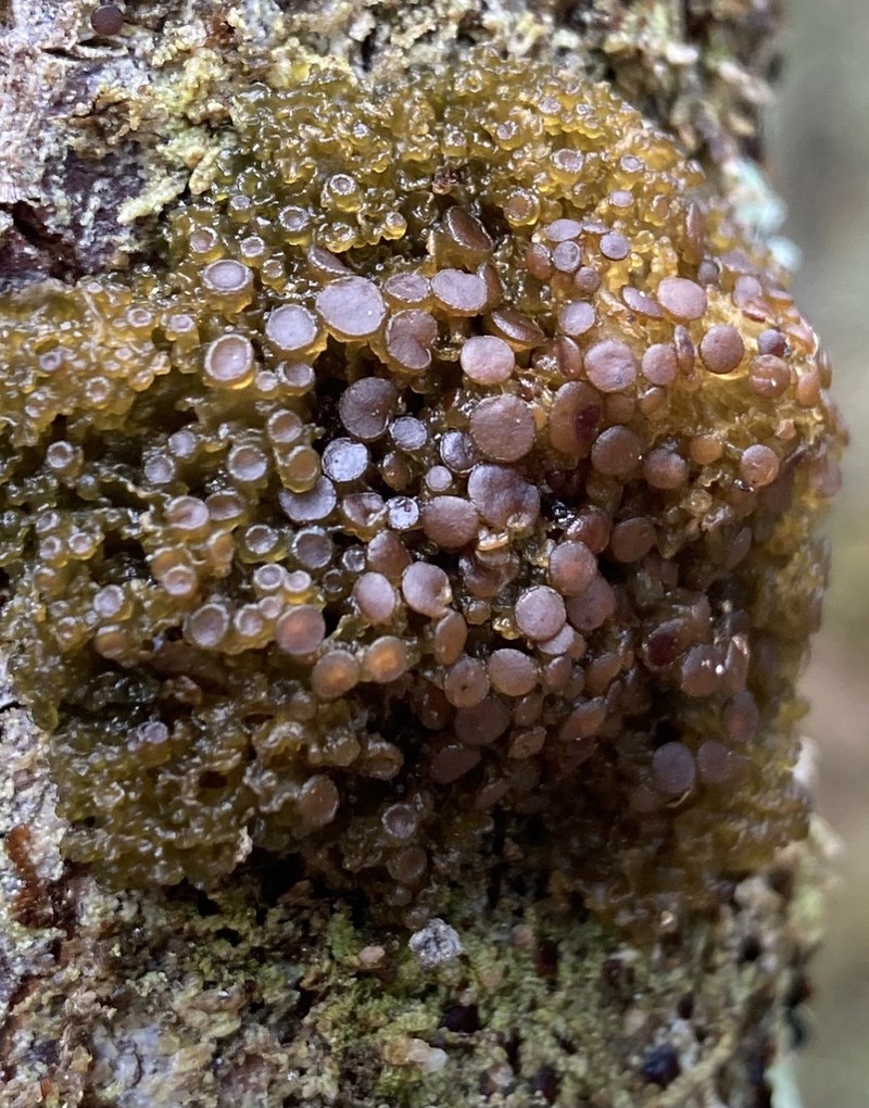 Jelly Lichen photo 4