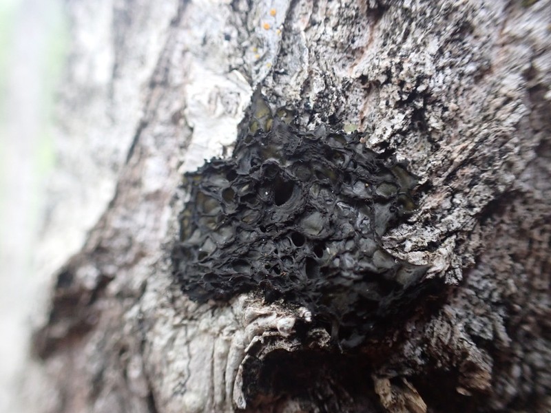 Jelly Lichen photo 5