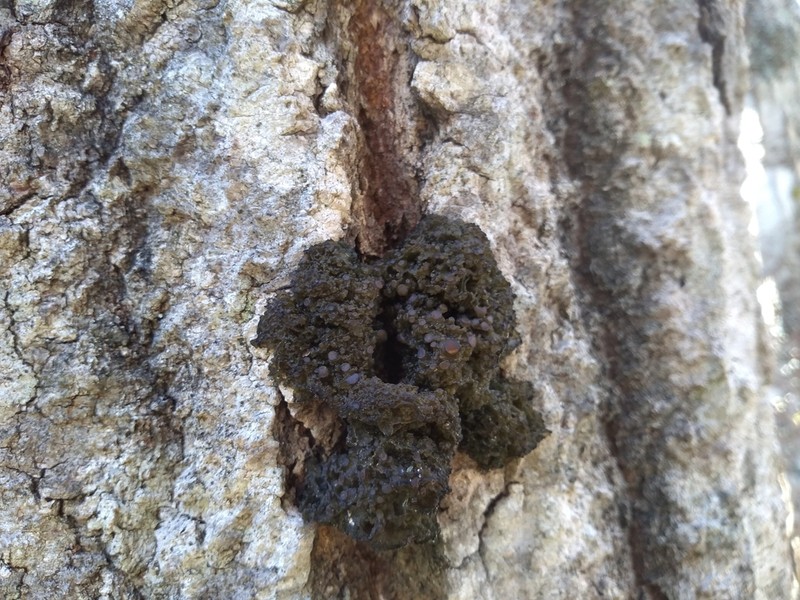 Jelly Lichen photo 6