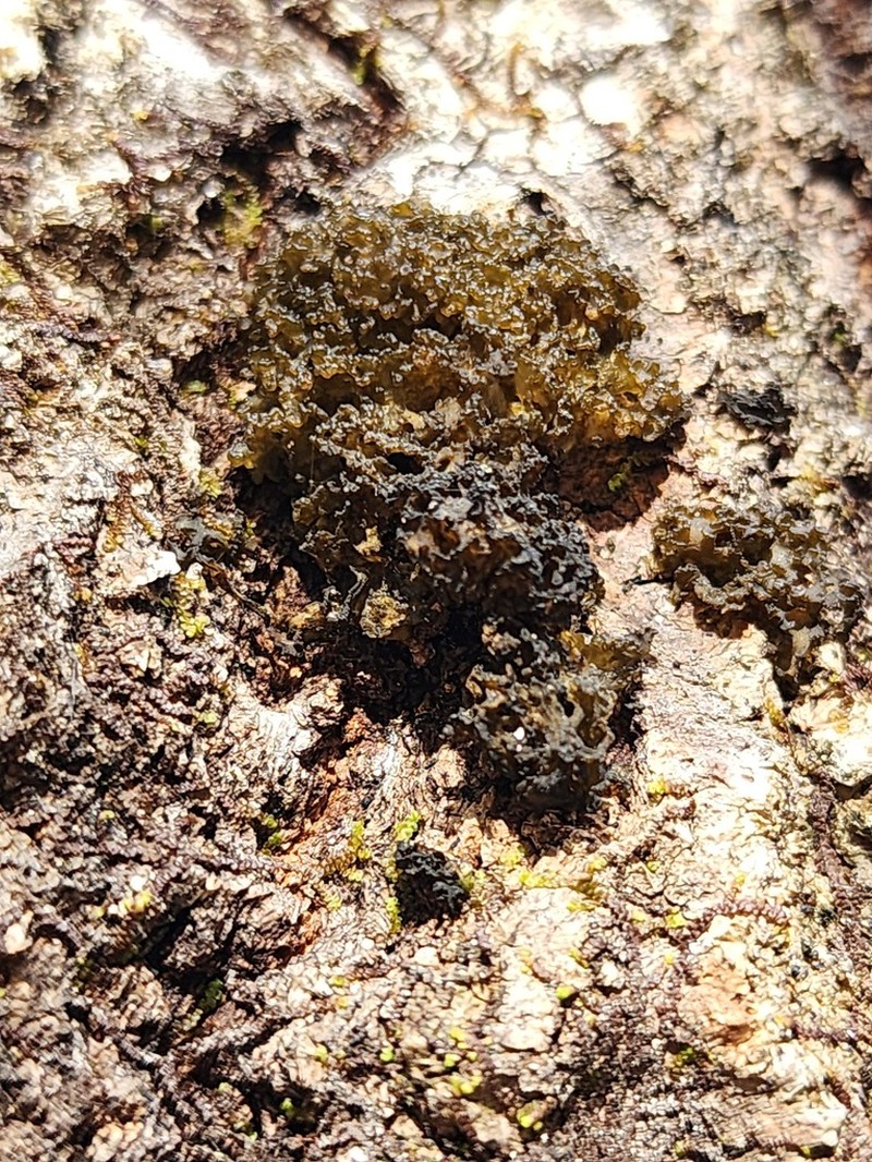 Jelly Lichen photo 7