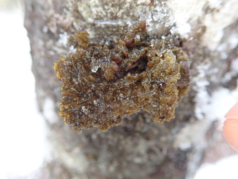 Jelly Lichen photo 8