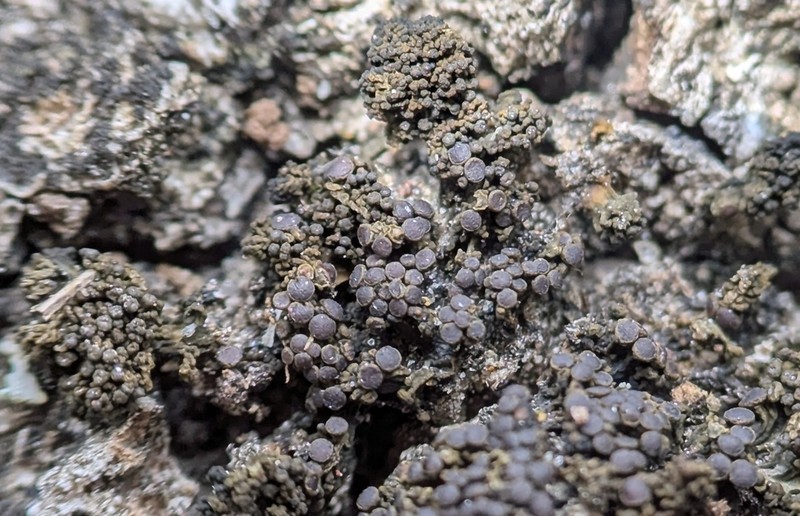 Jelly Lichen