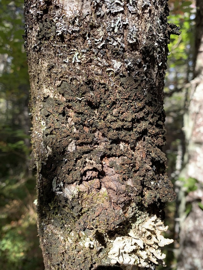 Jelly Lichen photo 2