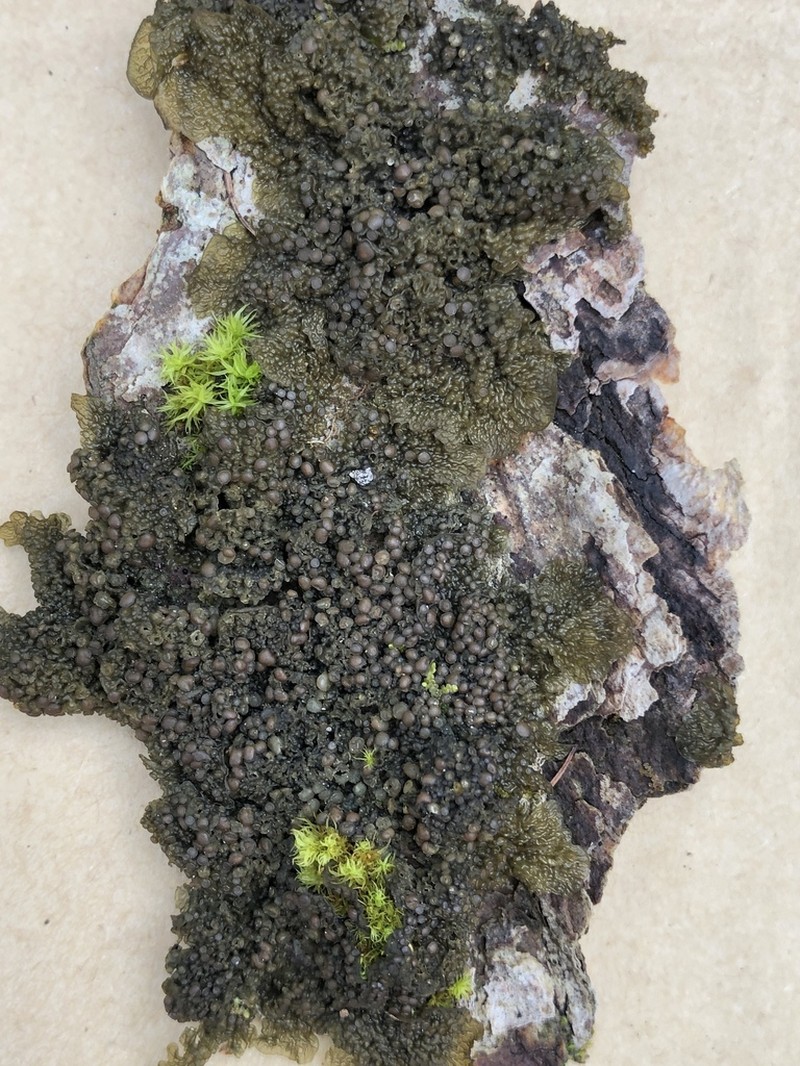 Jelly Lichen photo 3