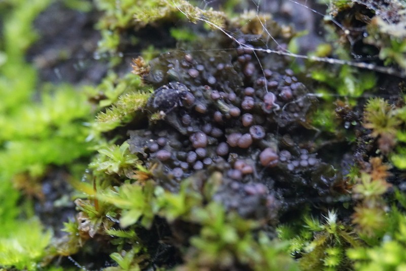 Jelly Lichen photo 4