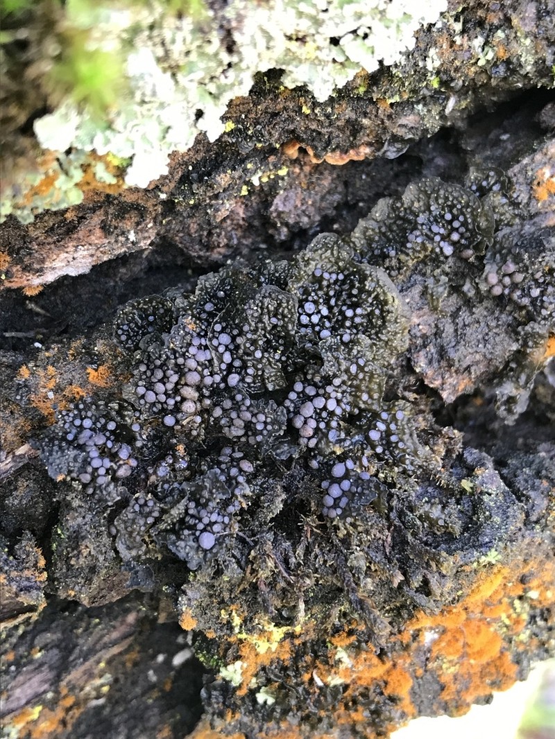 Jelly Lichen photo 5