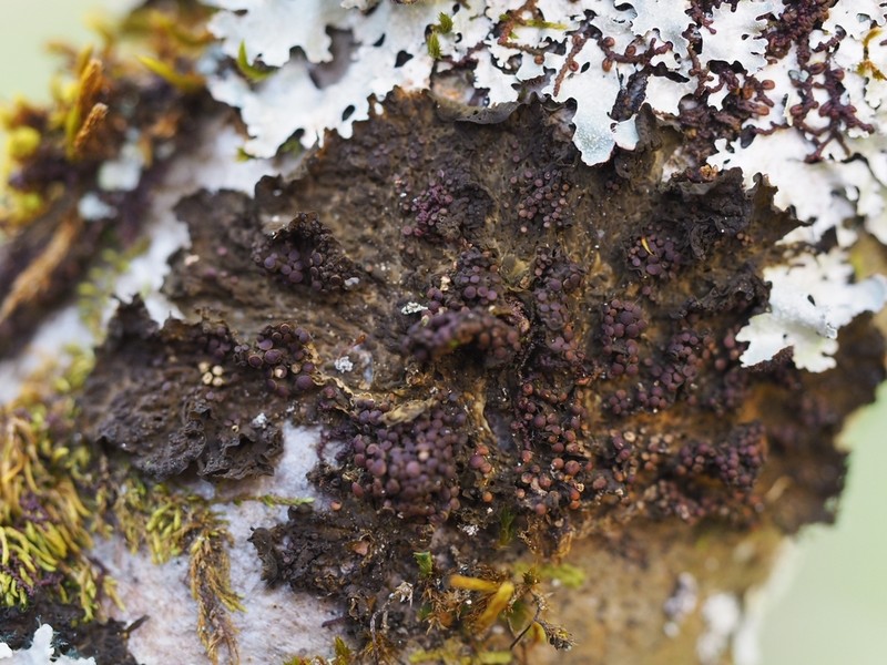Jelly Lichen photo 6
