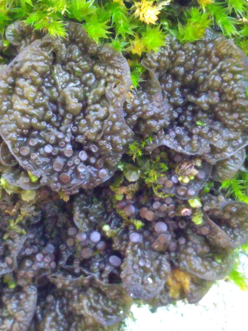Jelly Lichen photo 7