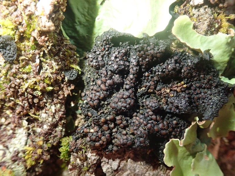 Jelly Lichen photo 8