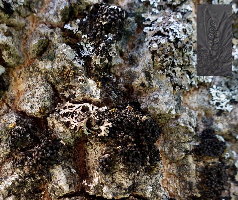 Occult Jelly Lichen