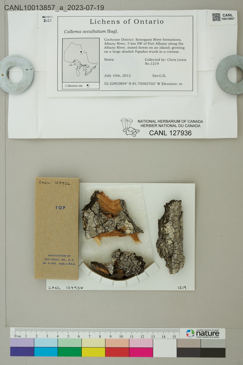 Occult Jelly Lichen photo 2