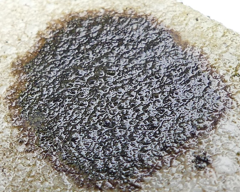 Jelly Lichen