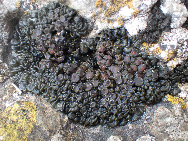 Jelly Lichen photo 2