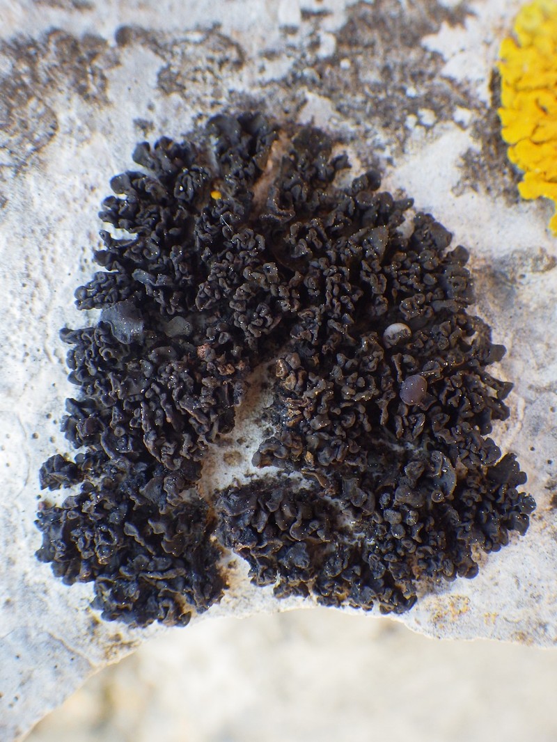 Jelly Lichen photo 3