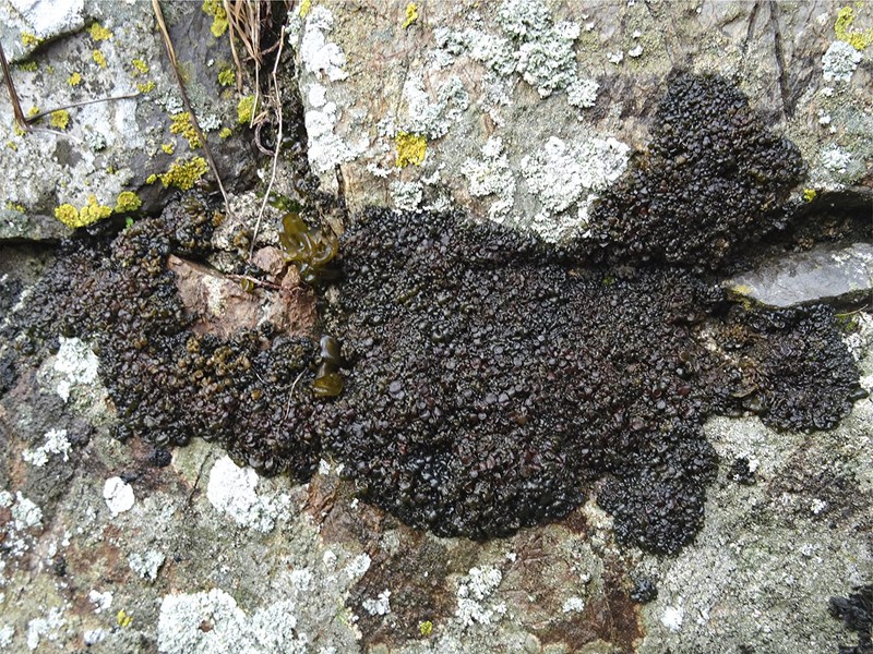 Jelly Lichen photo 4