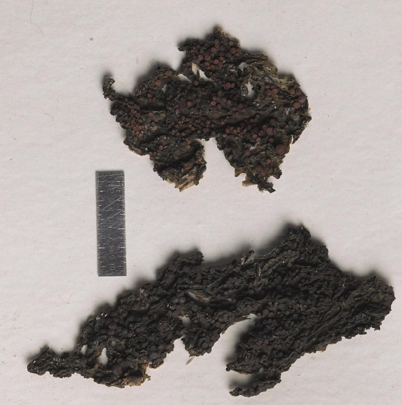 Jelly Lichen