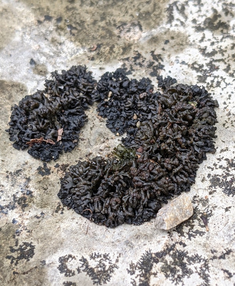 Jelly Lichen