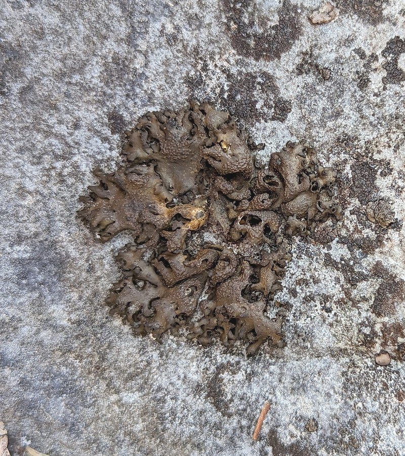 Jelly Lichen photo 2