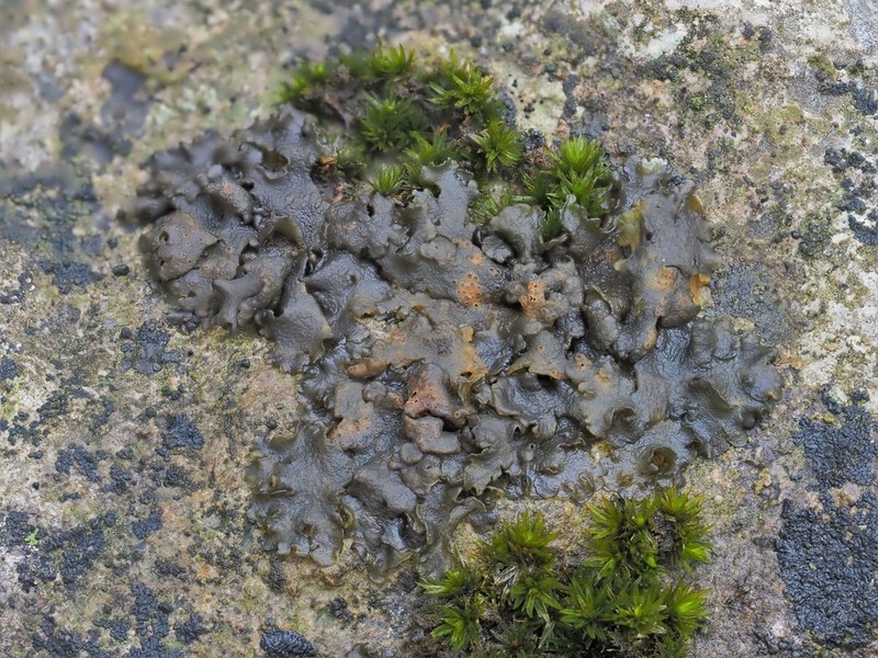 Jelly Lichen photo 4