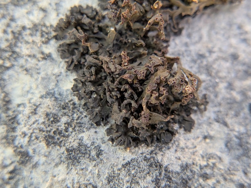 Jelly Lichen photo 5