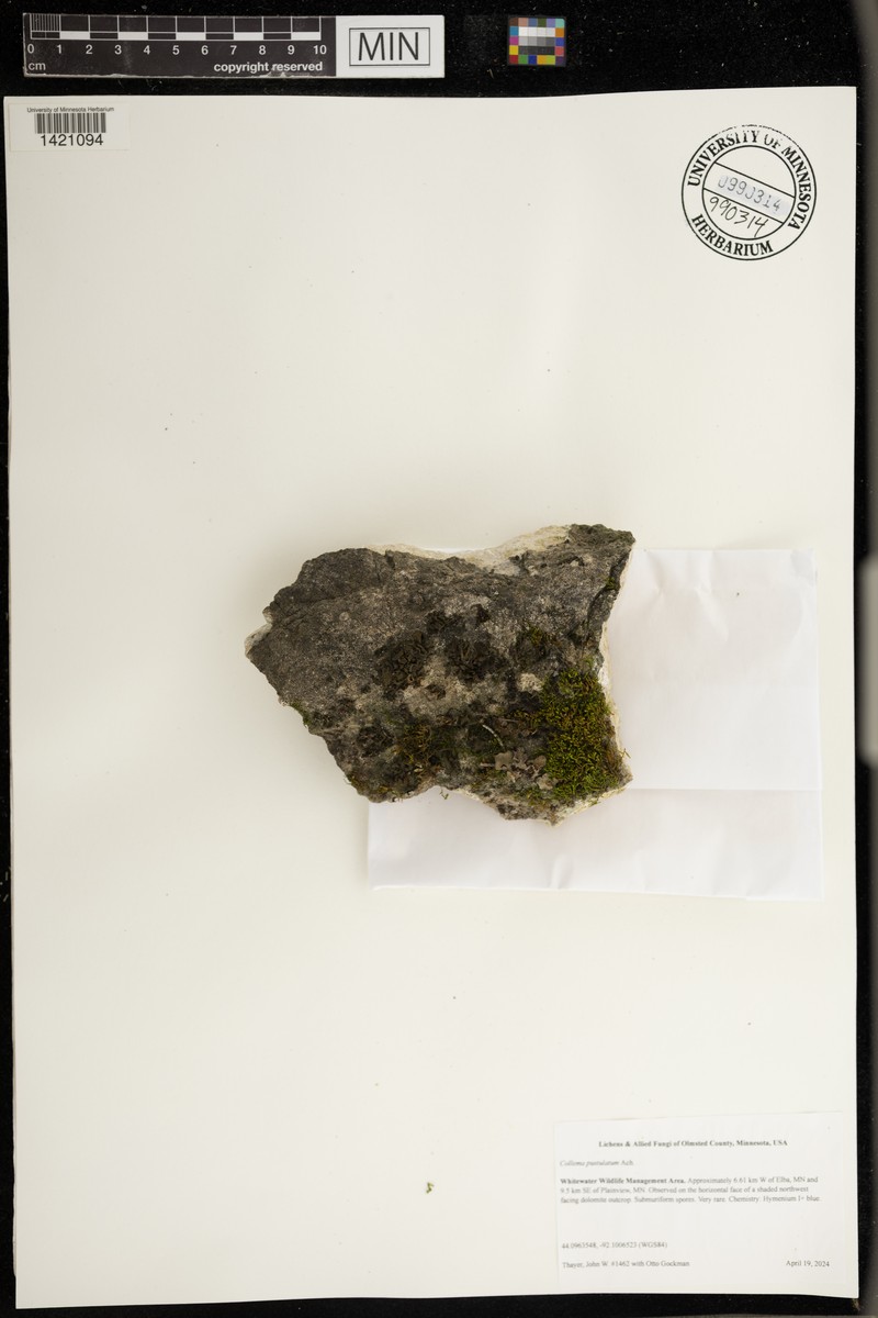 Jelly Lichen photo 8