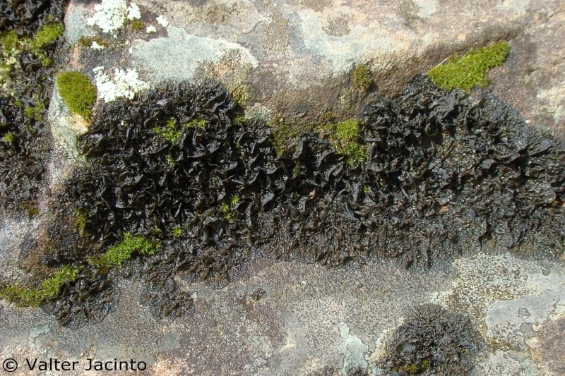 Jelly Lichen photo 2