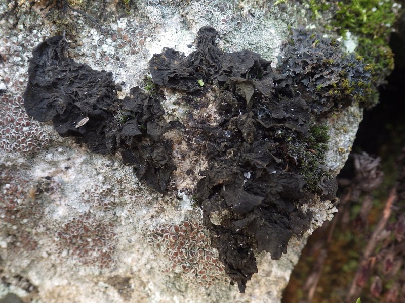 Jelly Lichen photo 3