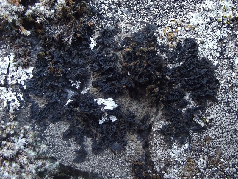 Jelly Lichen photo 4