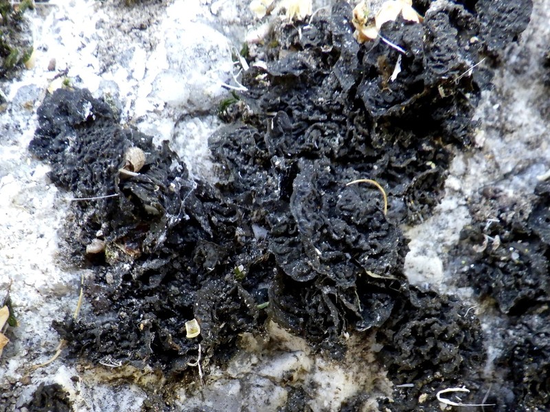 Jelly Lichen photo 5
