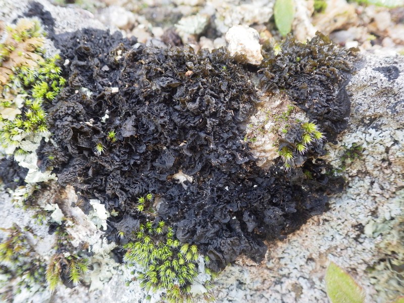 Jelly Lichen photo 6