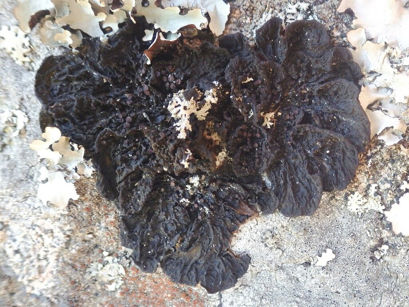 Jelly Lichen photo 7