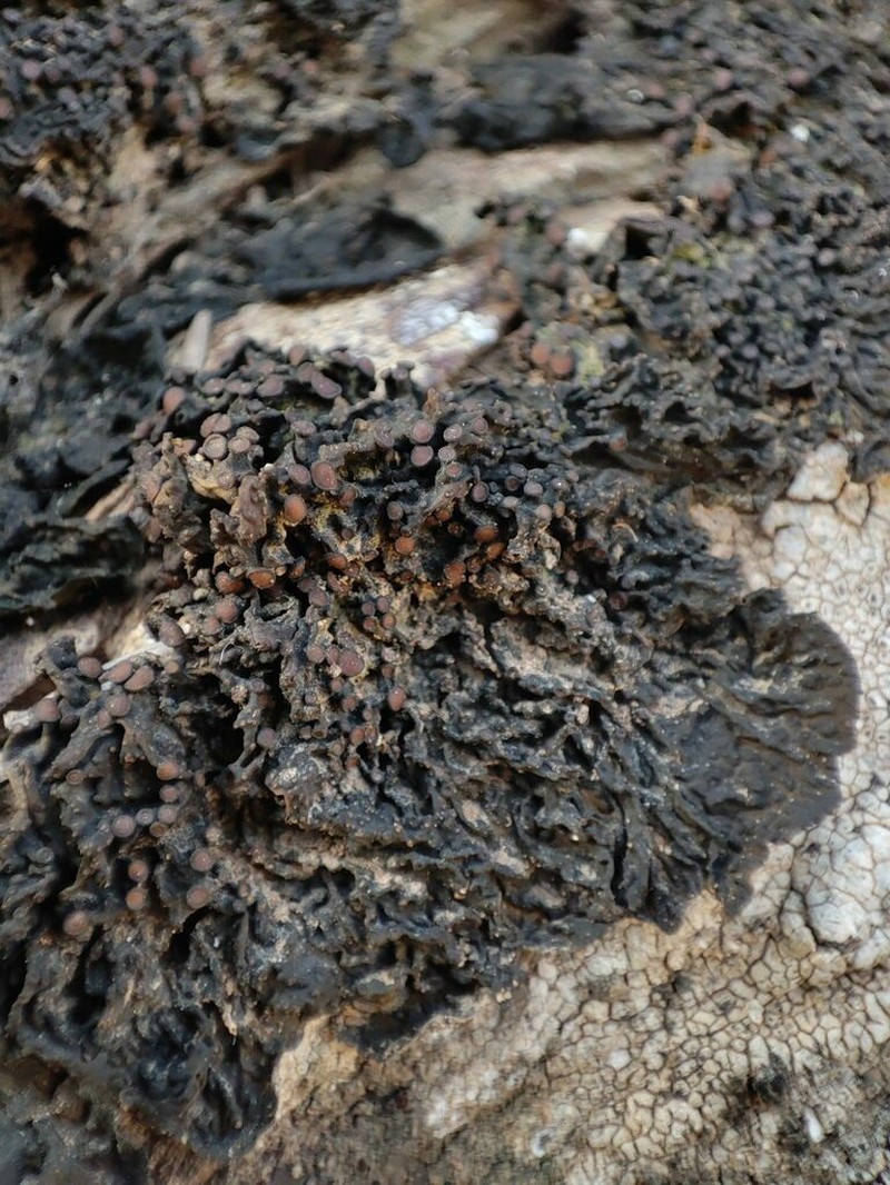 Jelly Lichen photo 8