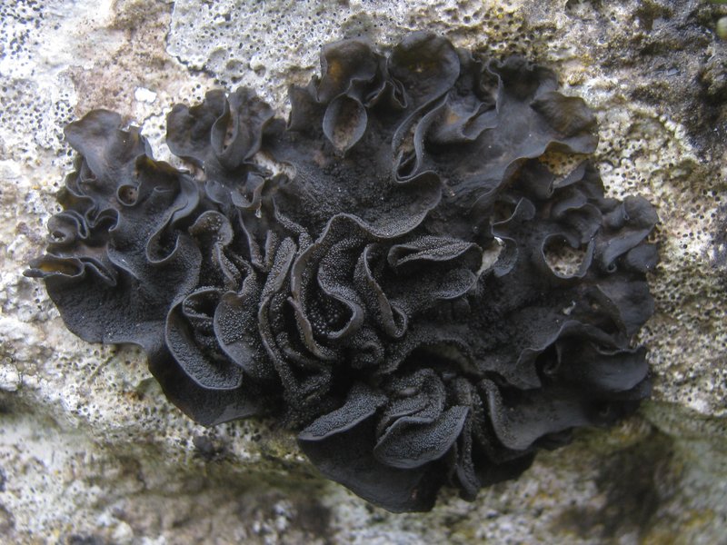 Jelly Lichen