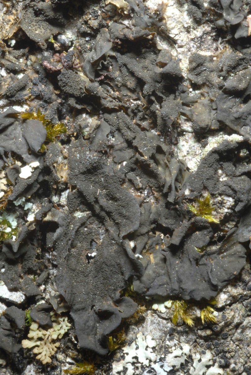 Jelly Lichen