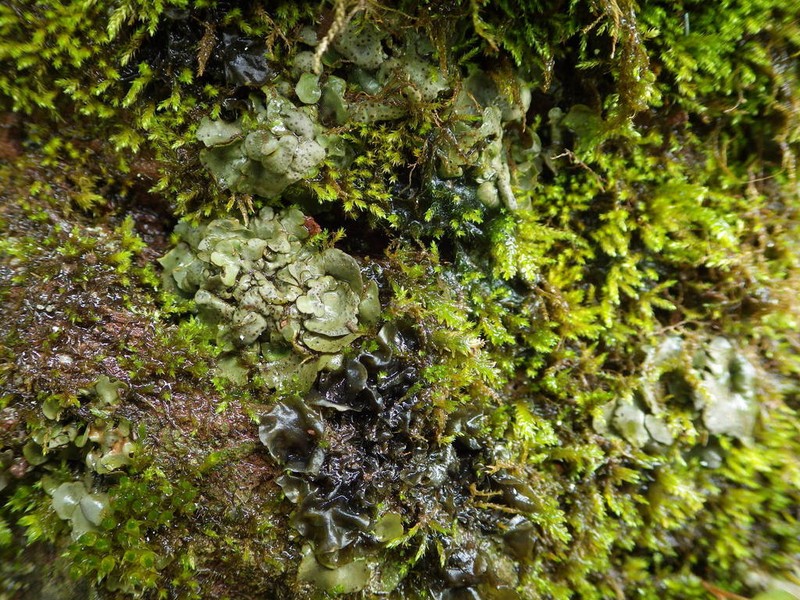 Jelly Lichen photo 2