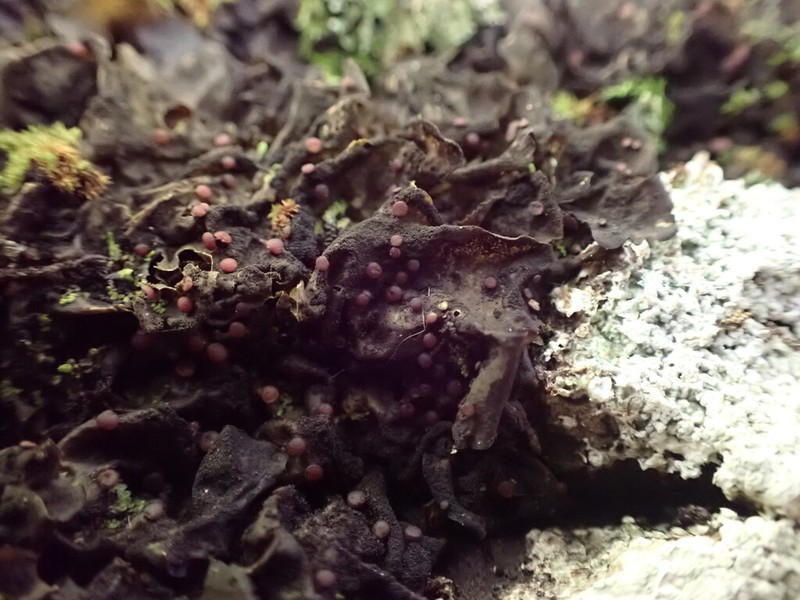 Jelly Lichen photo 3