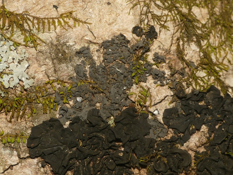 Jelly Lichen photo 4