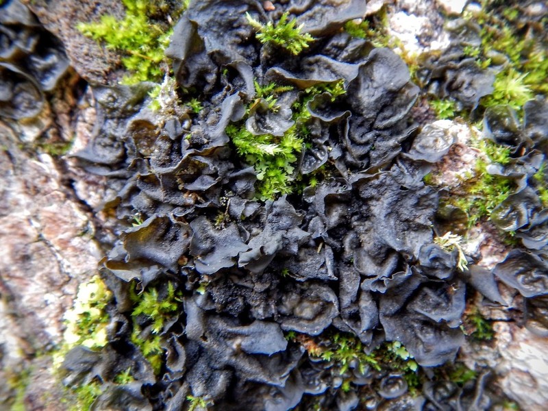 Jelly Lichen photo 5