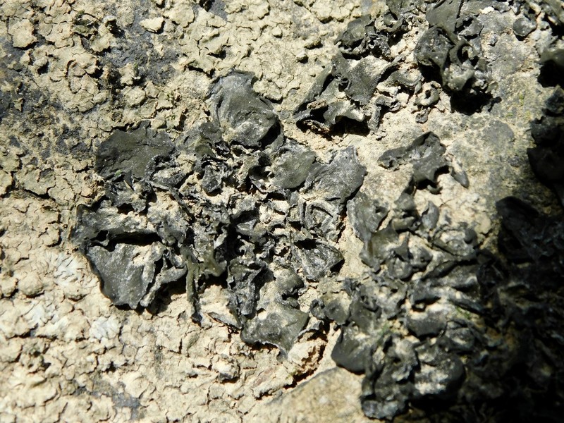 Jelly Lichen photo 7